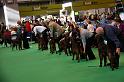 Crufts2010 1104